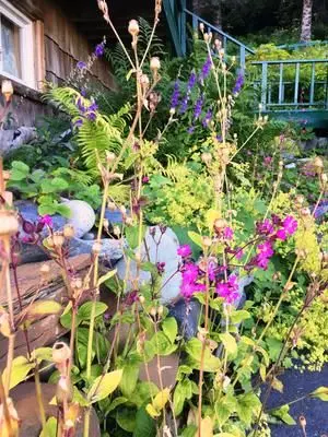 Colorful flowers in a garden