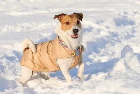 A dog wearing a coat in the snow Description automatically generated