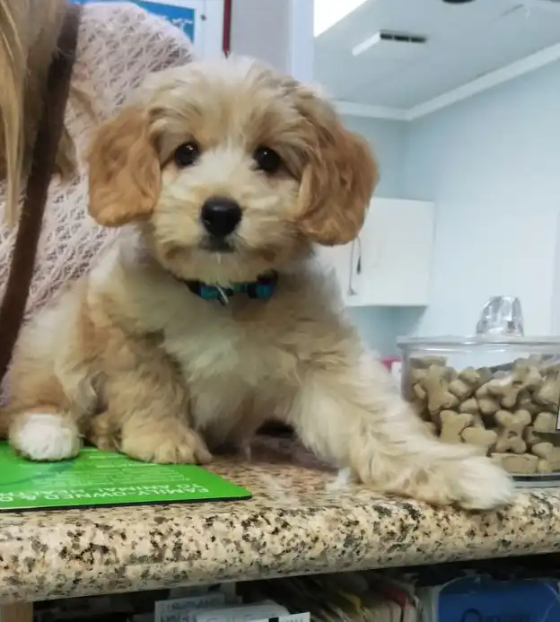 GoldenDoodle Pup