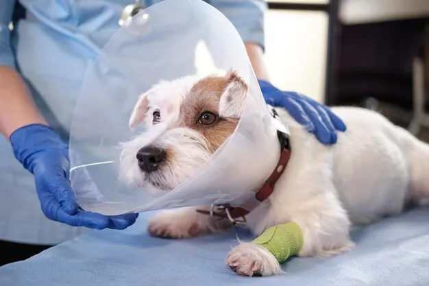 Dog on examine table