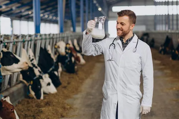 Male doctor examining cow