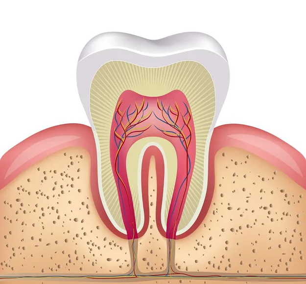 Root Canal Trumbull CT