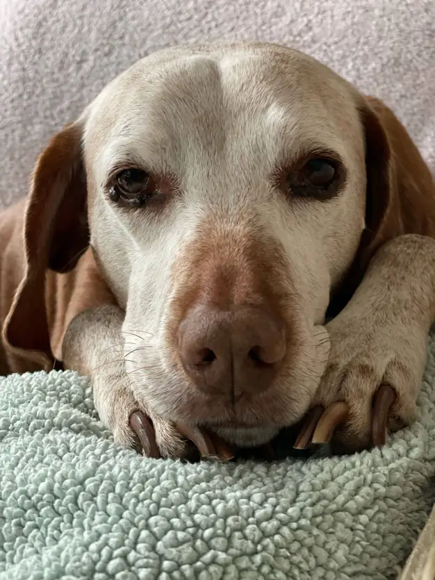 senior yellow labrador retriever