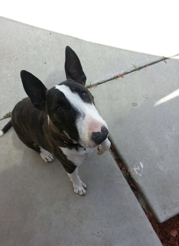 American Bull terrier