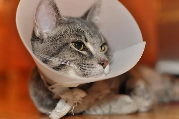 cat in cone