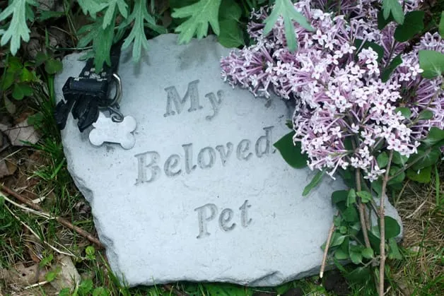 pet died