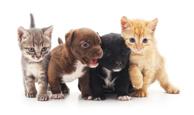 Puppies and kittens