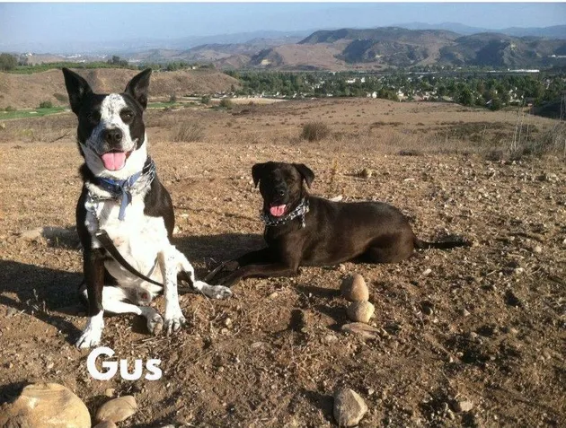 Australian Cattle Dog
