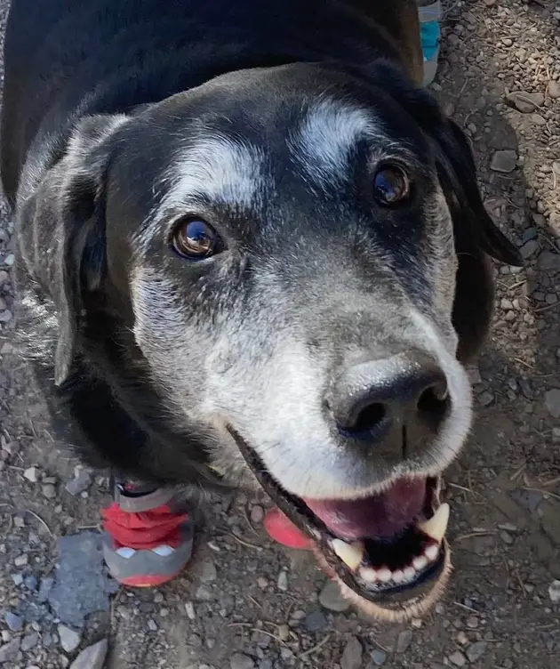 senior black labrador