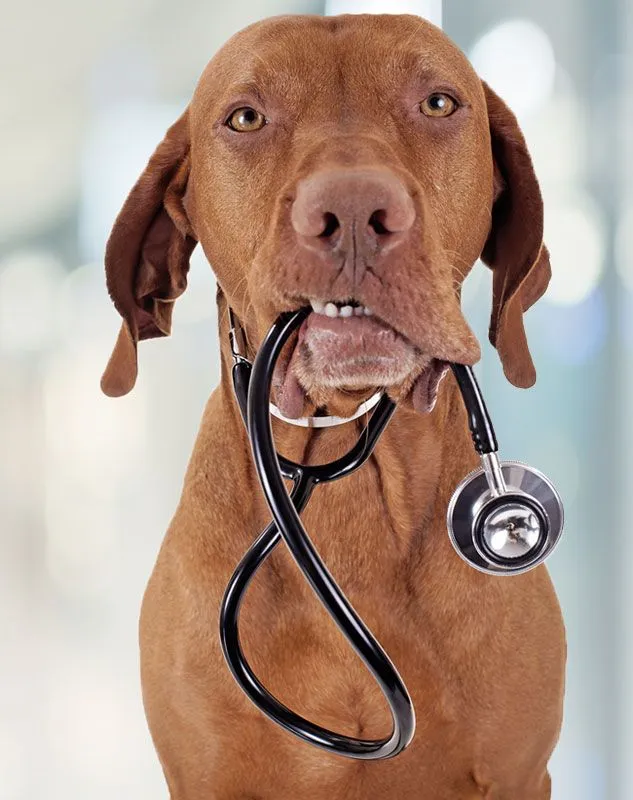 Image of a dog wearing a stethoscope.