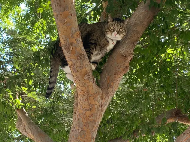 cat in tree