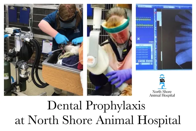 North Shore Animal Hospital Dental Procedure