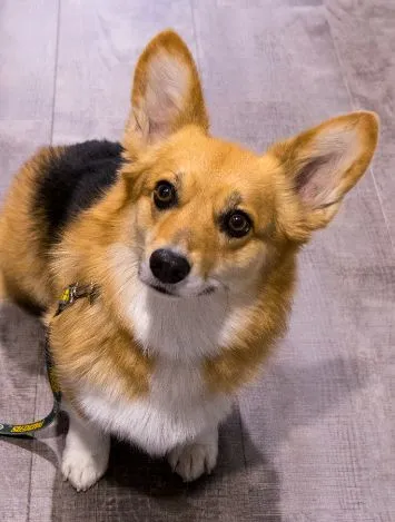 image of a corgi