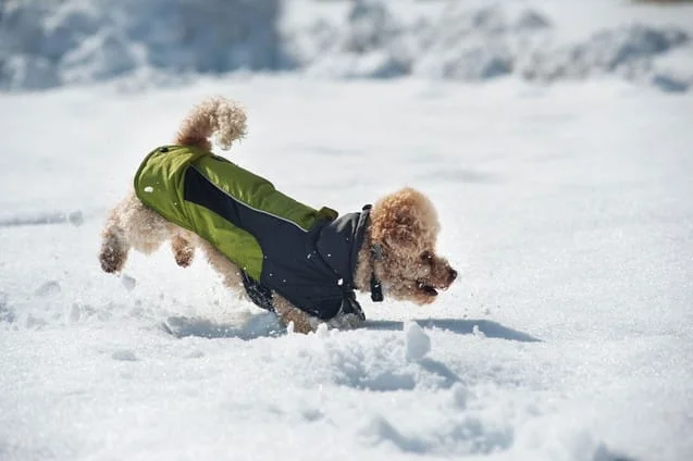 winter dog