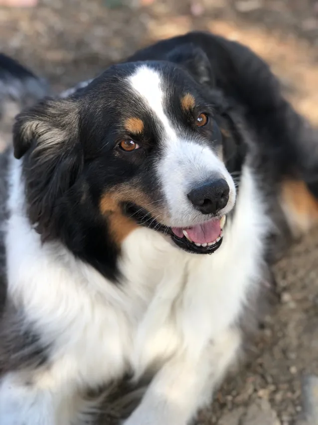 australian shepherd