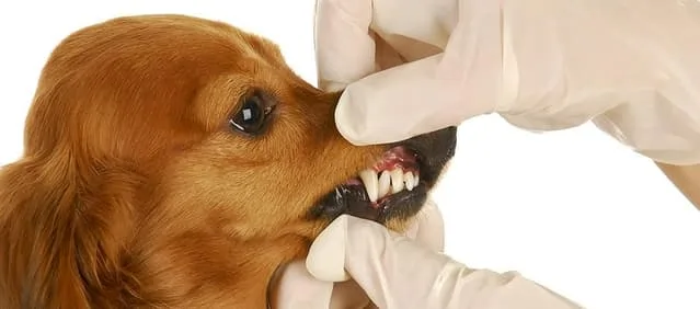 veterinarian checking dogs teeth