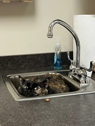 Kitty in the sink