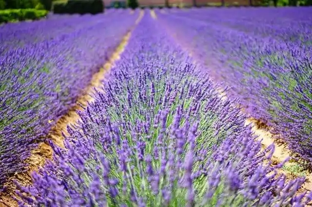 row of lavender flowers