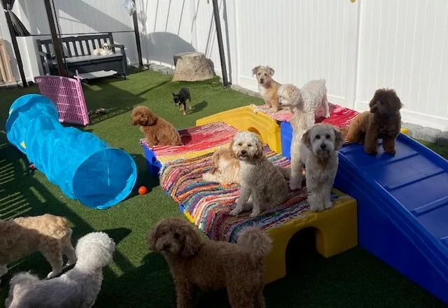 What Is Dog Daycare and How Does It Work