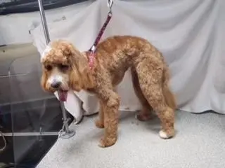 poodle mix