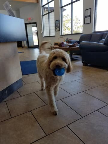 puppy ball