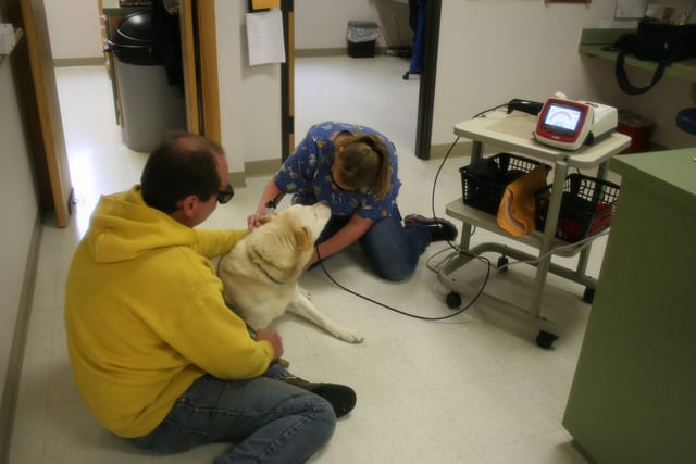 lincoln land veterinary clinic muzzle training