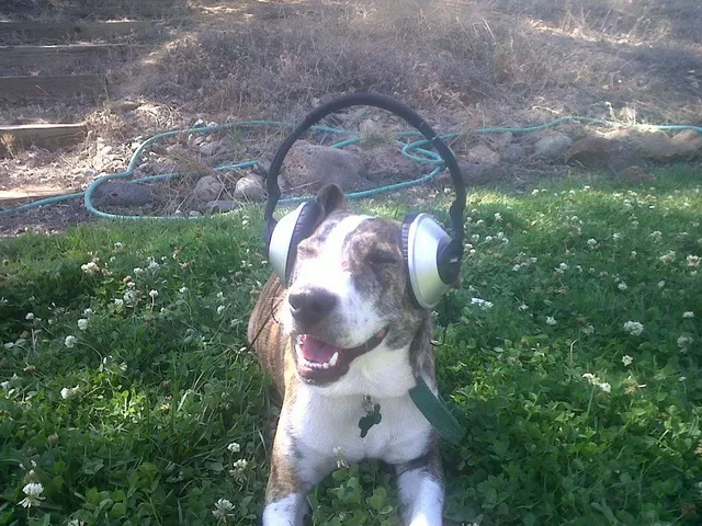 dog headset