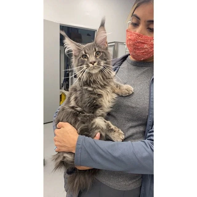 staff holding feline