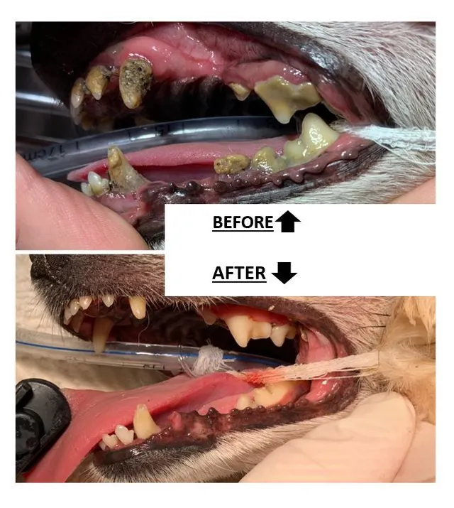 dog dental