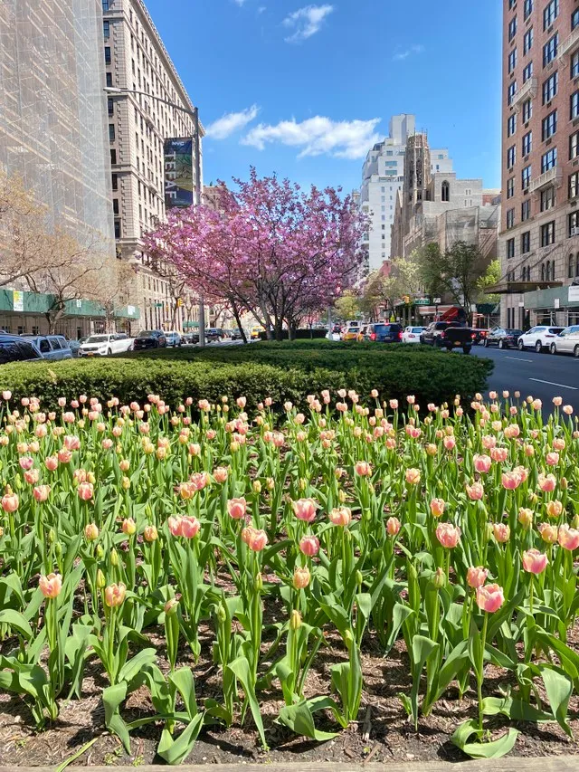tulips park ave