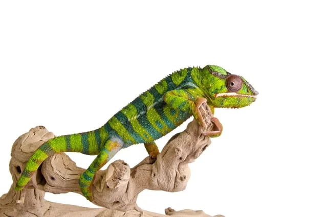 reptile sitting on a piece of wood