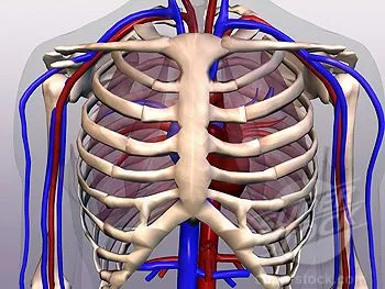 rib_anatomy.jpg