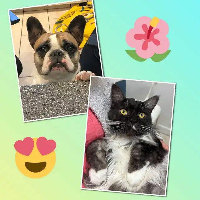 This is a collage of photos including a french bulldog and tuxedo cat.