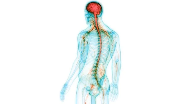 Brain, spine and nerves