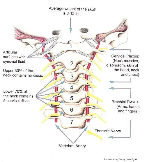 Upper_Cervical_Illustration.JPEG