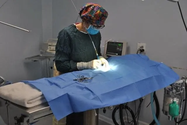 Veterinarian with a dog who just had surgery