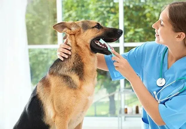 dog having teeth brushed by vet