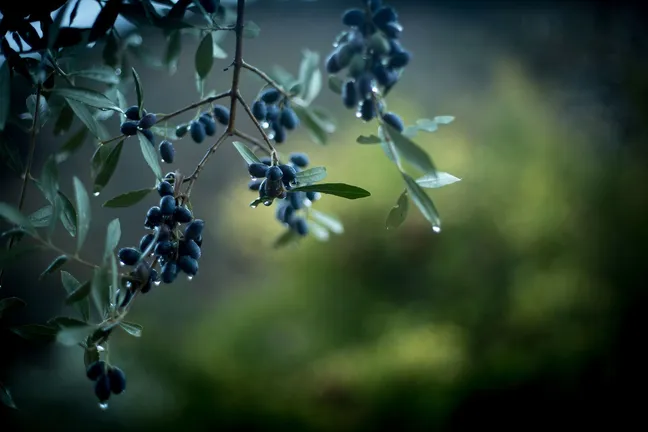 Image of Tree Branch