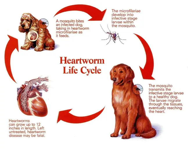 Heartworm best sale positive dog