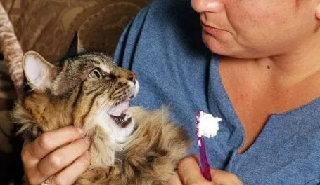 cat's teeth being cleaned