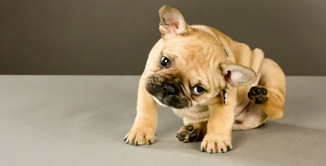 Itchy Skin and Ear infections