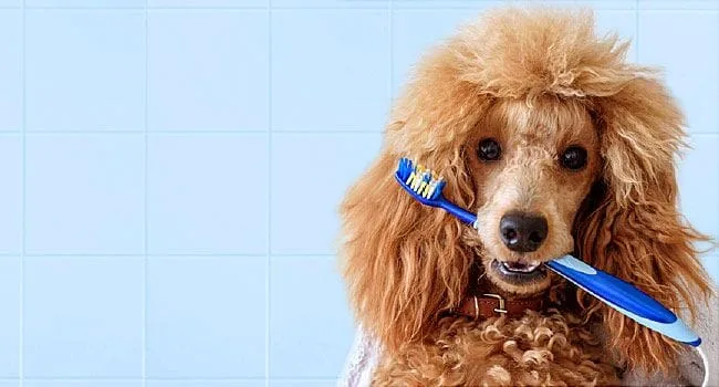 Poodle with a toothbrush