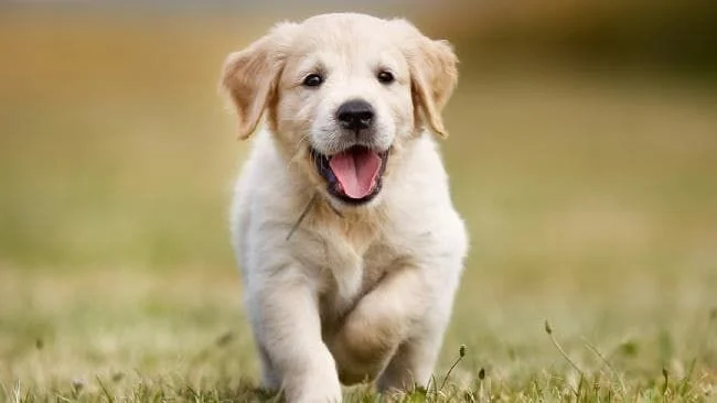 happy puppy after wellness exam