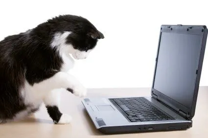 cat_computer_jpg_751822.jpg