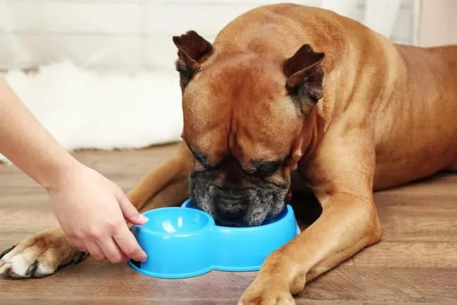 Dog eating from his bowl.