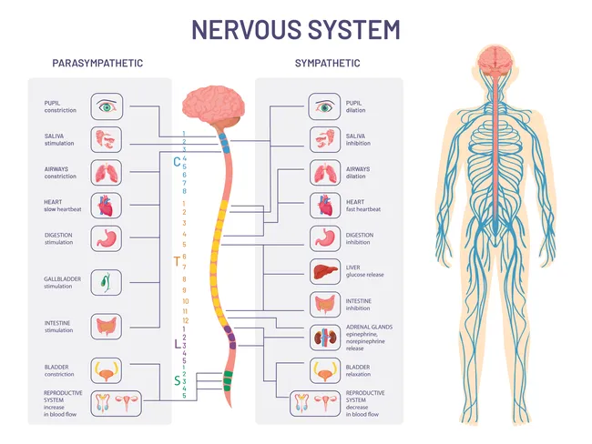 Nervous systmen