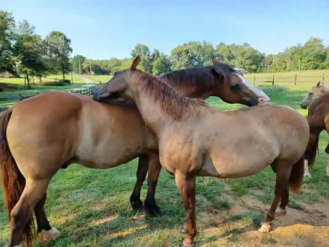 brown horses scratching