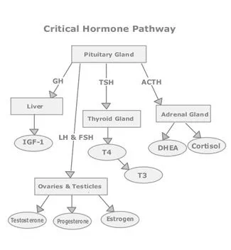 Cr_Hormone_Ch.jpg
