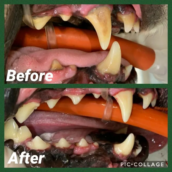 Dental Before and After