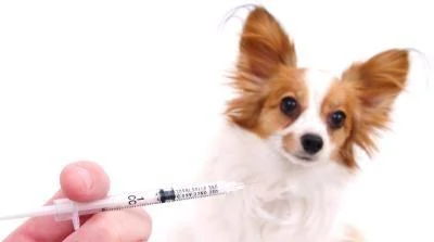small dog getting a vaccine
